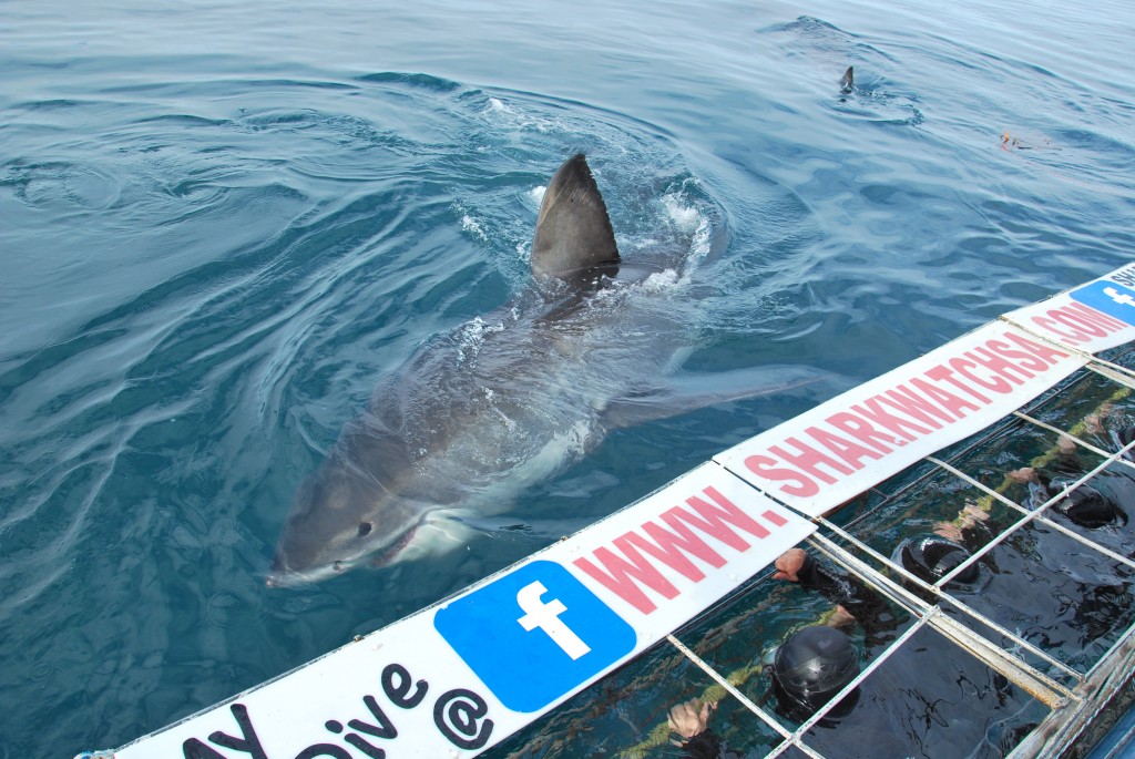 Marine Dynamics Great White Shark