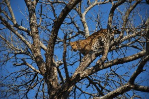 leopard in tree