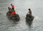 bathing elephants