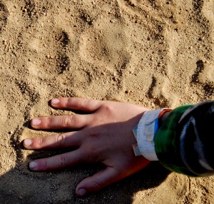 family safari african animal tracks