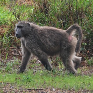 baboons