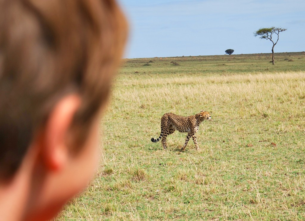 cheetah