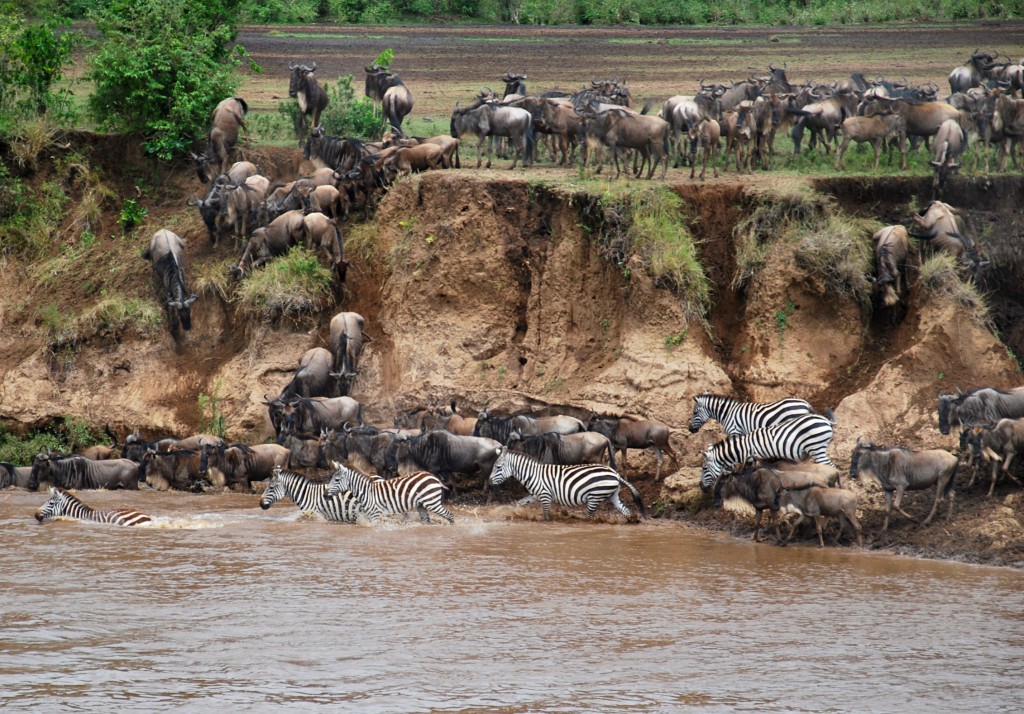 crossing with zebras