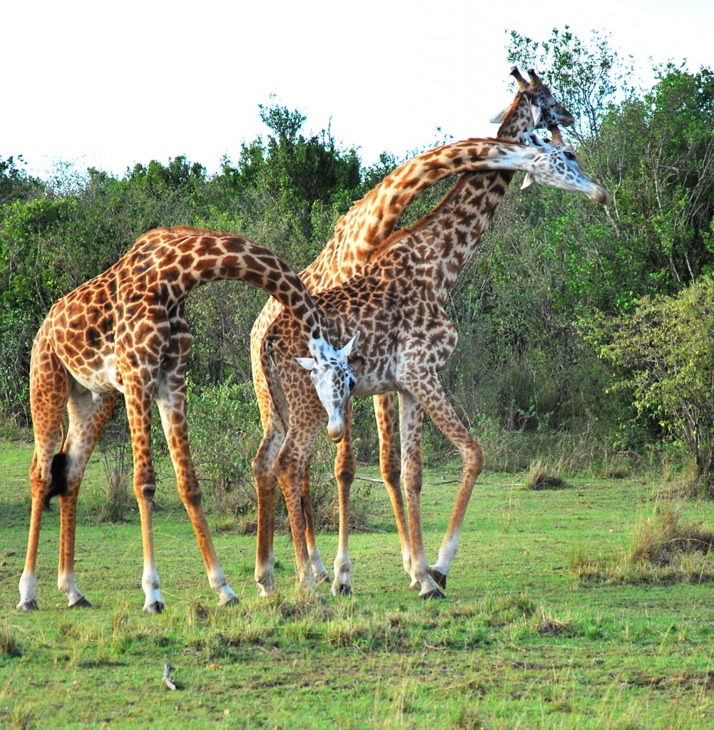 giraffe fight