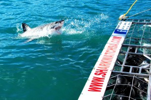 great white shark diving