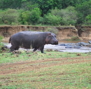 hippo