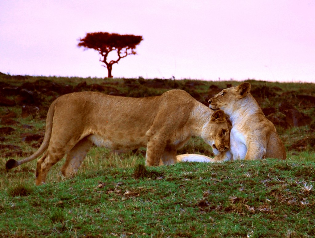 lions at sunset
