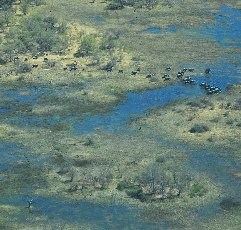 elephants from plane