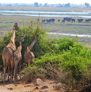 giraffes looking at elephants