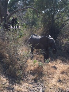 Thornybush Game Reserve, South Africa