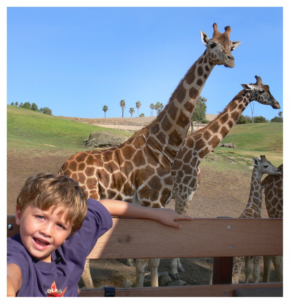 seamus with giraffes polaroid