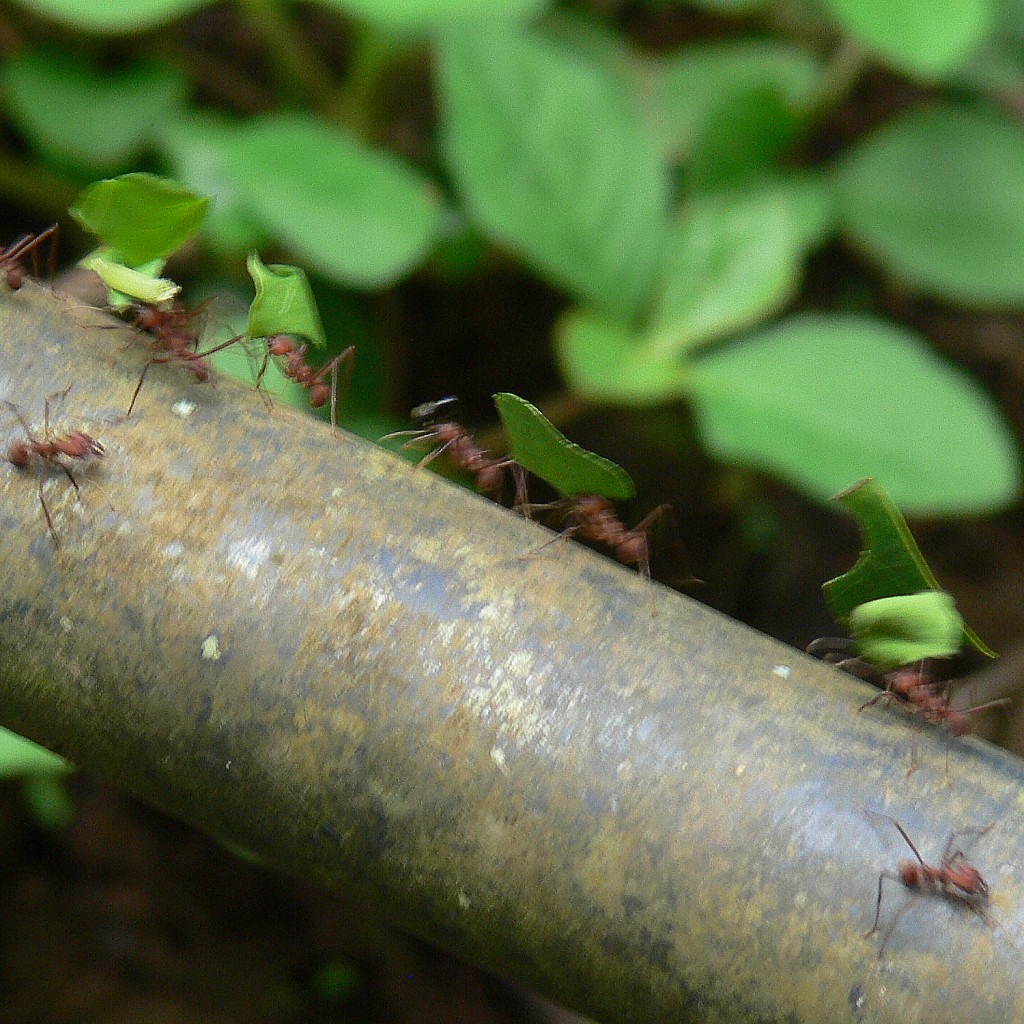 leaf cutter ants