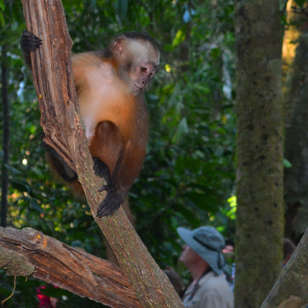 monkey in tree