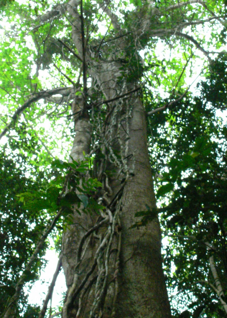 vines on tree