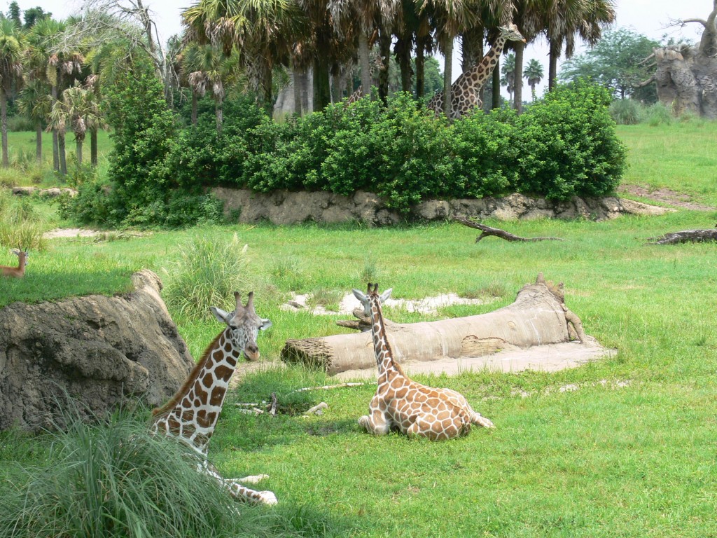 DisneyWorld Animal Kingdom