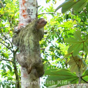 Sloth - Rio Penas Blancas, Costa Rica