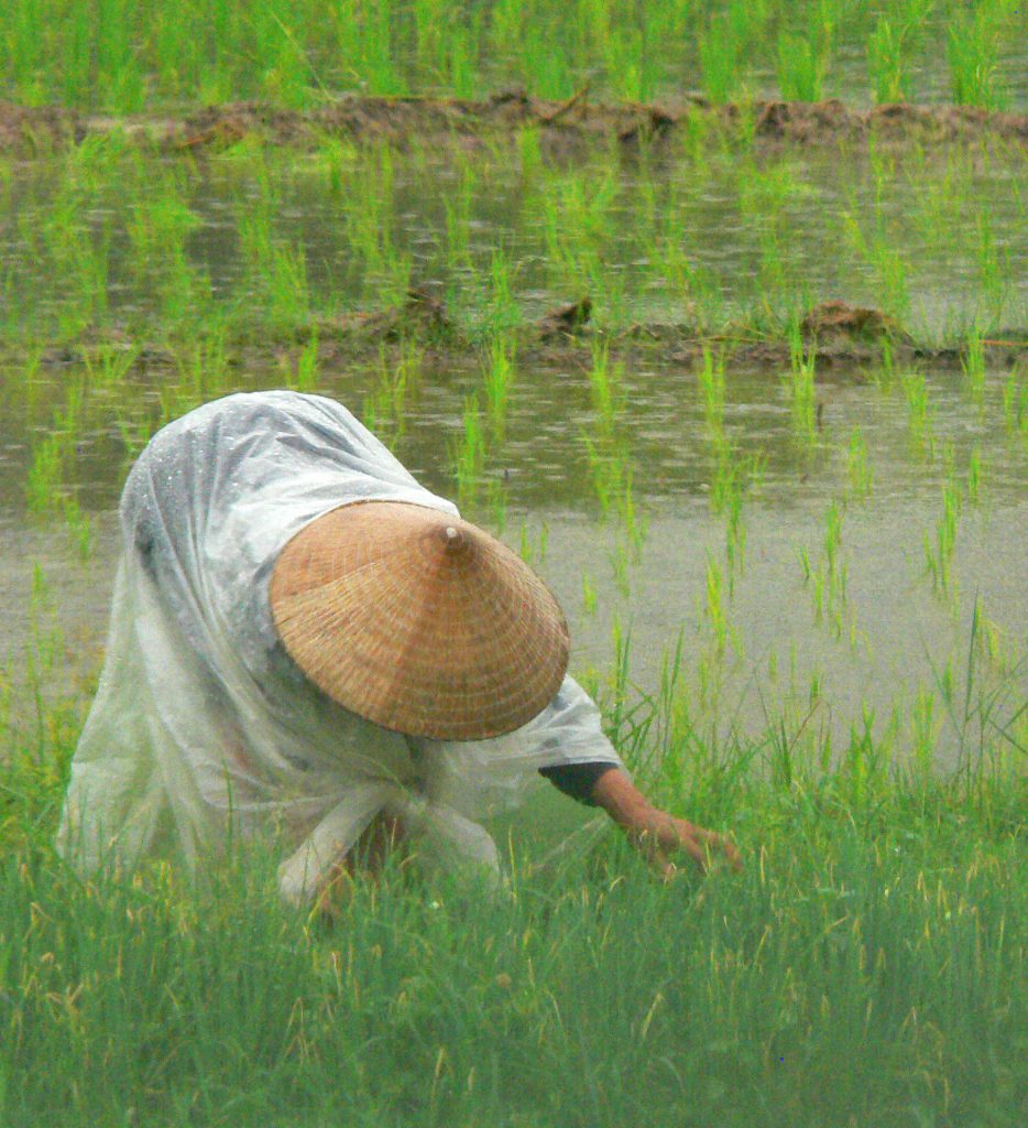 Woman picking rice, Vietnam