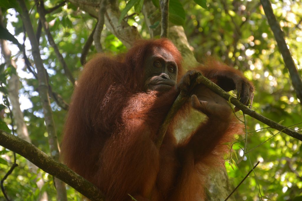 Orangutan, Gunung Leuser National Park, Sumatra, Indonesia
