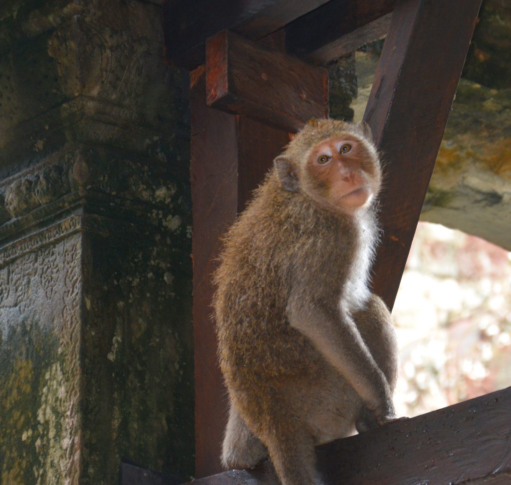 Monkey at Angkor Wat, Cambodia