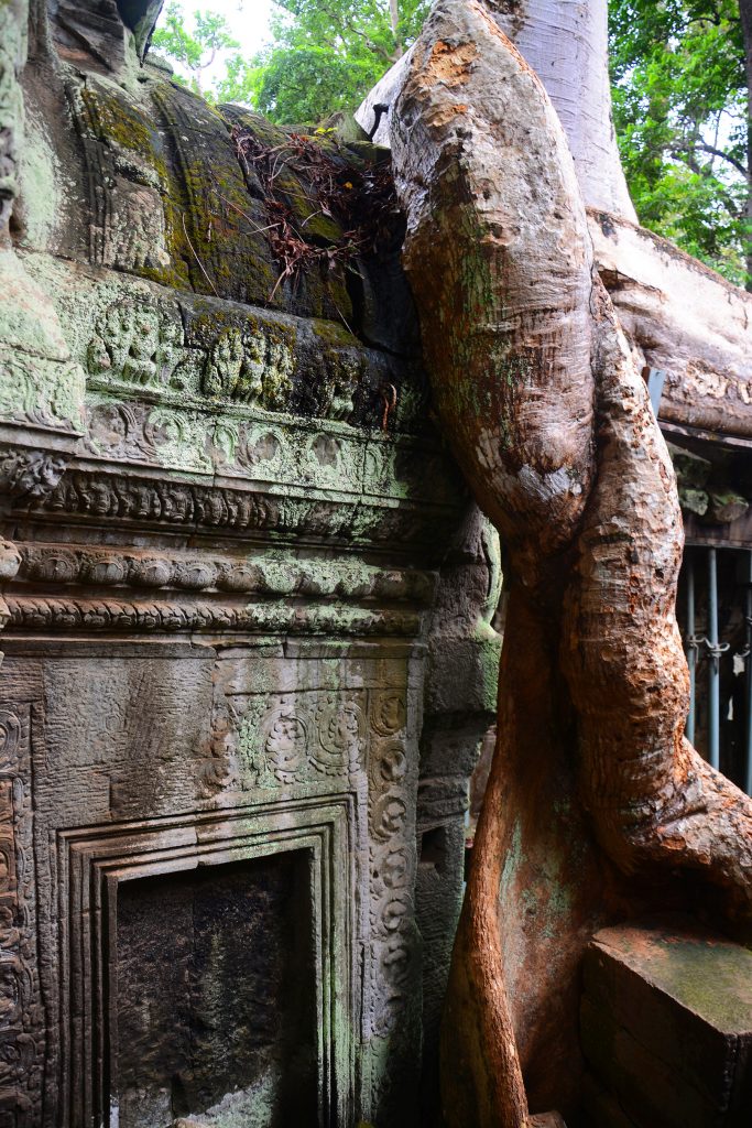 Tree root growing over temple at Ta Prohm, Angkor Wat, Cambodia 