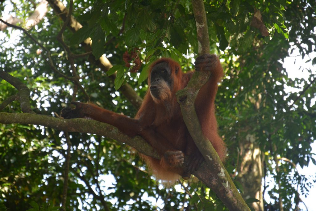 Orangutan, Gunung Leuser Park, Sumatra, Indonesia