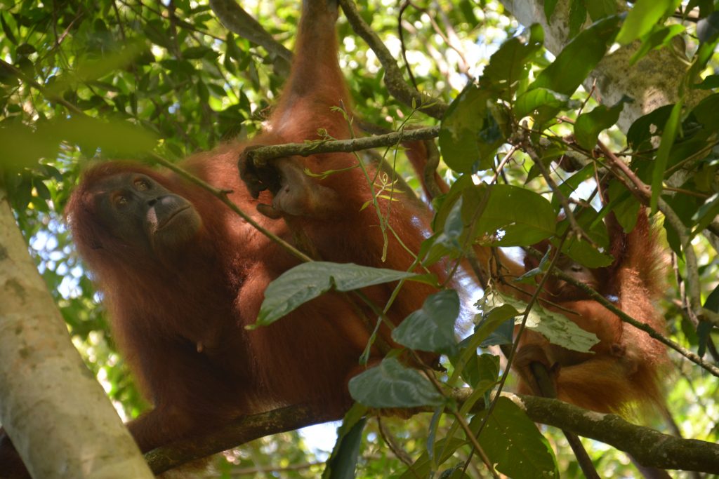 orangutans, sumatra, indonesia