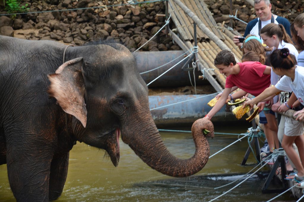 Elephant, Kanchanaburi, Thailand