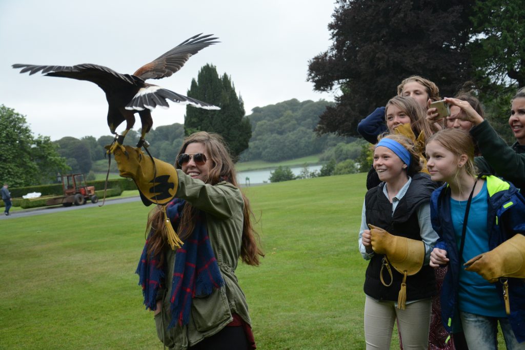 Flying hawk at Dromoland Castle