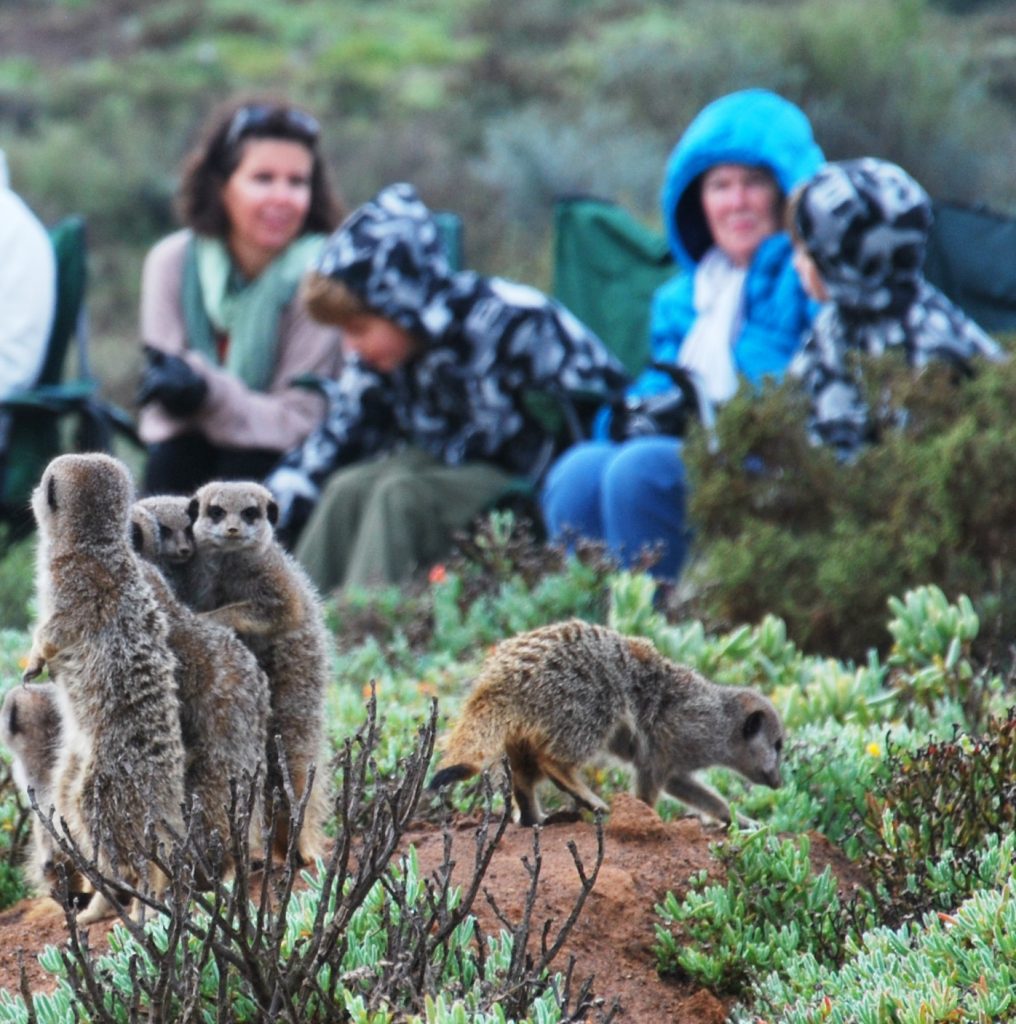 Walk with Meerkats, South Africa