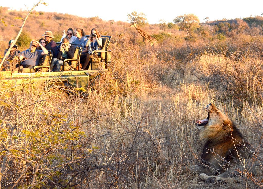 Lion roaring next to jeep on safari, South Africa