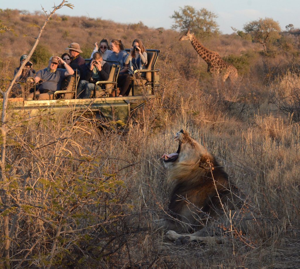 Lion and giraffe on family safari in South Africa