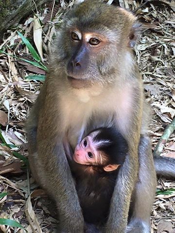 Monkey with baby