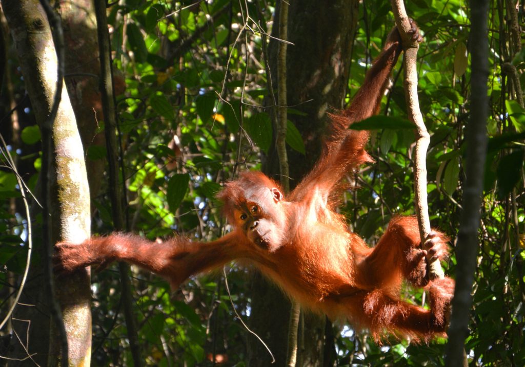 Orangutan in trees surrounded by dense jungle in Sumatra, Indonesia