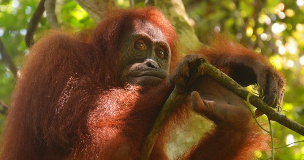 Orangutan in jungle in Sumatra, Indonesia