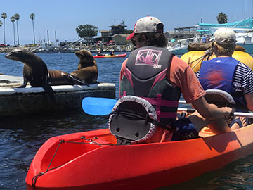 Teenage boys look at sea lions from kayak