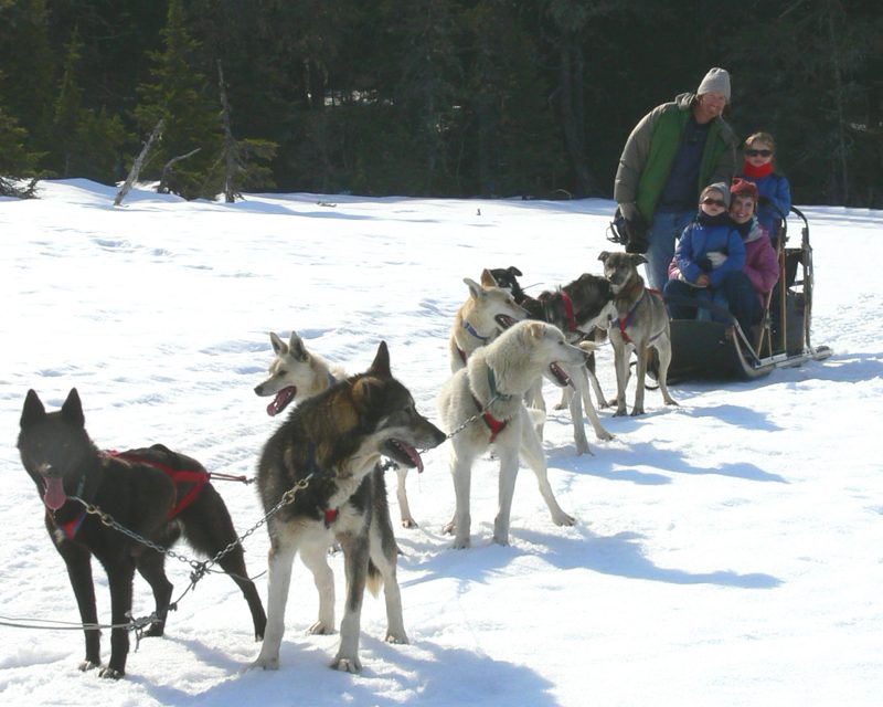 Dog Sled 2 E1585175073524